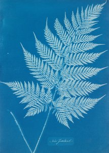 ニュージーランド 作： Anna Atkins